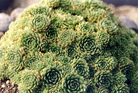 Rosularia turkestanica